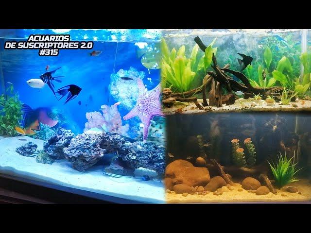 ESCALARES, PLECOS, PEZ TETRA | Acuarios de Suscriptores 2.0 #315 | AcuariosLP