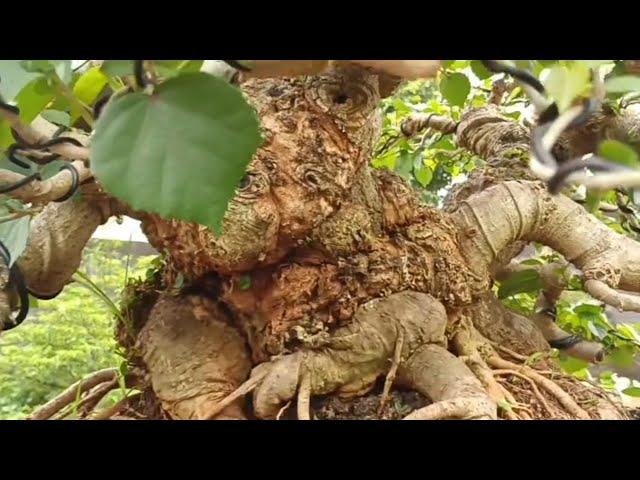 Inspirasi Bonsai Waru Taiwan Super Jos Gandos Bersama Mr. Beruang Kutub