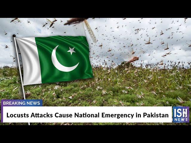 Locusts Attacks Cause National Emergency in Pakistan