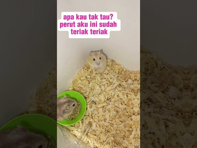 BABU HAMSTER 1 #hamsterlucu #pets #hamstercare #hamstercampbell #vdpets #pecintahamster