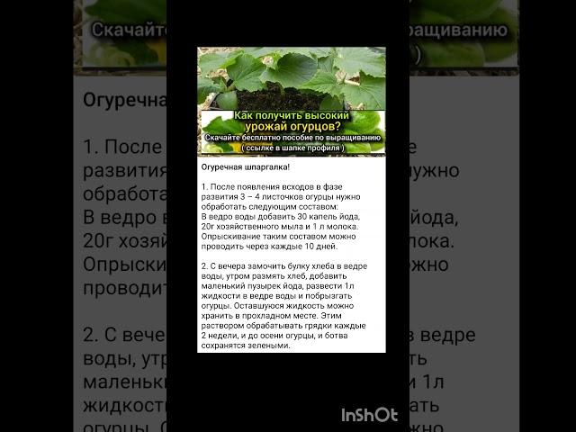 дачные советы по огурцам