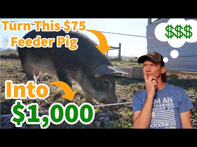 How to Turn a $75 Feeder Pig Into A $1,000 Hog