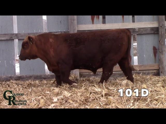 Caraway Red Angus Ranch- 101D