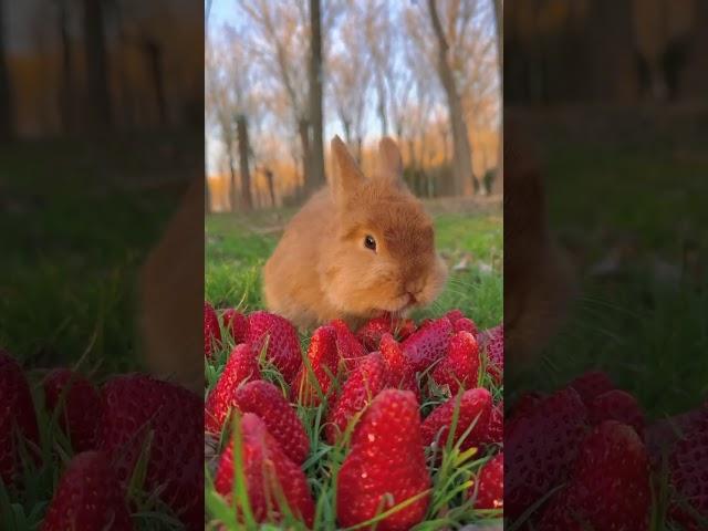 This is a strawberry bunny cute pet rabbit cute pastoral pet