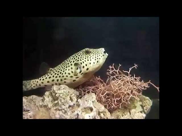 Giant puffer - Arothron stellatus - pesce palla gigante