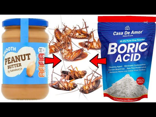 How to Kill Cockroaches with Peanut butter & Boric Acid