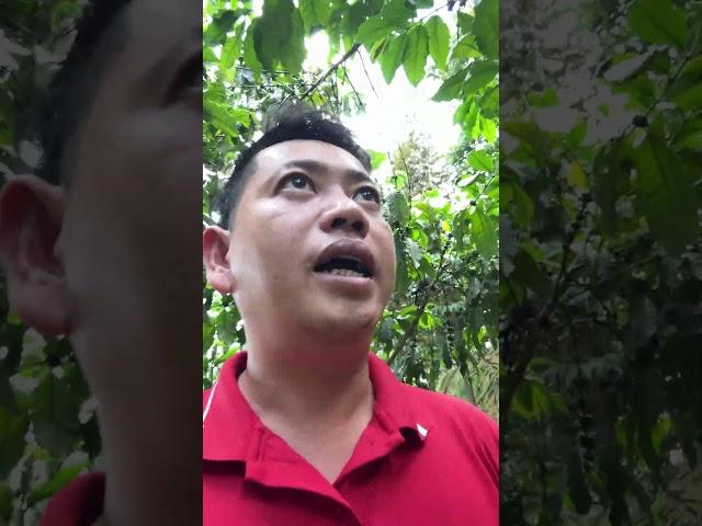 Bà Con Đang Làm Cà Phê Hãy Xem Hết Video Này | Nông Nghiệp TKA