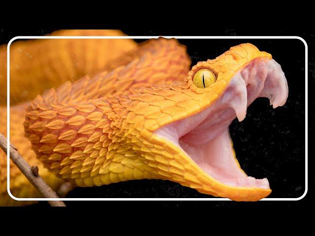 Top 10 Deadliest Snakes With Steve Irwin: Australia's Most Venomous | The Reptile Room