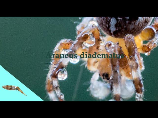 Križiak obyčajný (Araneus diadematus)