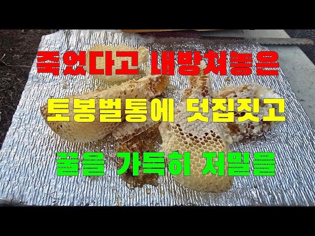 죽었다고 내방쳐놓은 토종벌통에 덧집짓고 꿀을가득히 저밀을