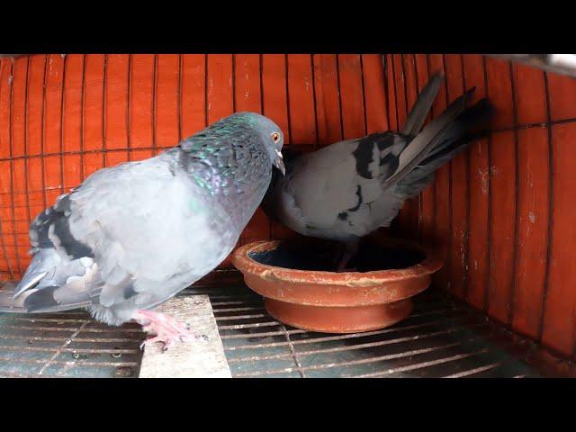 Jalali Pigeon Enjoy Their New House | Pigeon & Pets Bangladesh