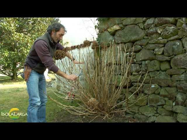 Potatura delle ortensie