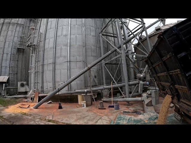 Hauling Soybeans To The Feed Mill