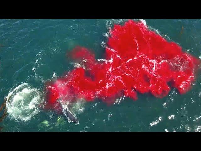 Bloody killer whale predation on female elephant seal