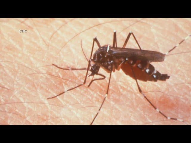 CDC: US at increased risk for cases of dengue virus amid global surge