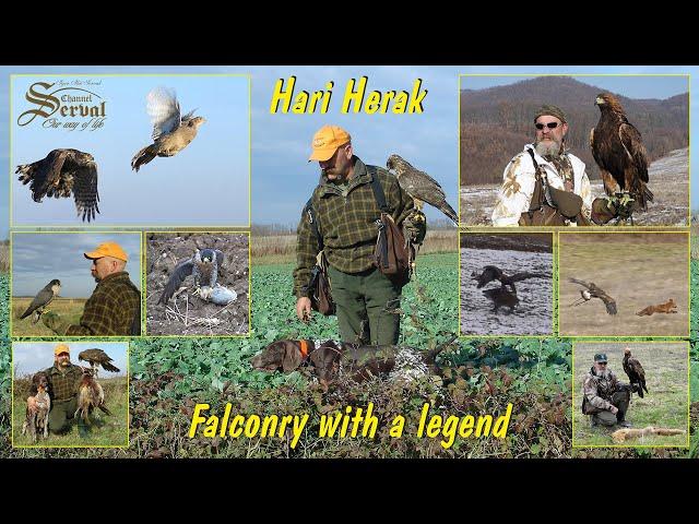 Hari Herak - The best of Falconry with a legend - Falconry with Hawk, Falcon & Eagls