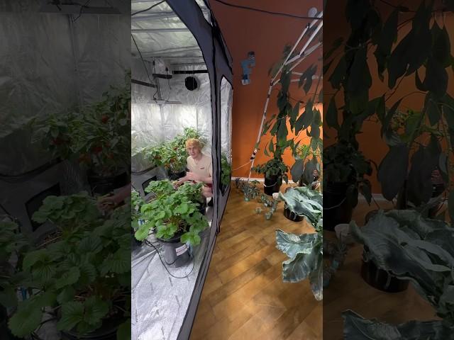 How much electricity does indoor hydroponics use? (Not much) :D #hydroponic #indoorgarden