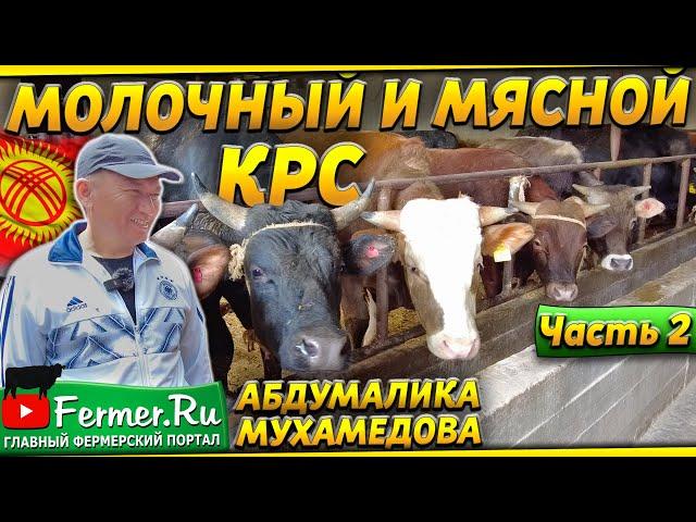 22 молочные коровы, 44 бычка на откорме на мясо. Устройство фермы. Силосная яма, кормоцех, сеносклад