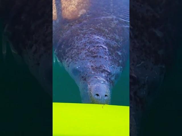 Young Manatee giving a Short Snort - Crystal River, FL