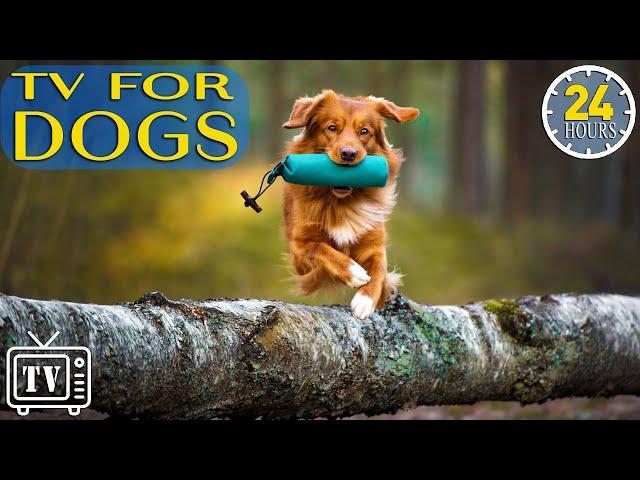 24 Hours of Anti Anxiety Music for Dogs: Virtual Dog TV & Boredom Busting Videos for Dog with Music