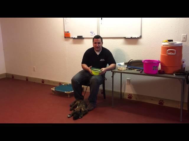 How to train a diabetic alert dog! Scent imprinting.