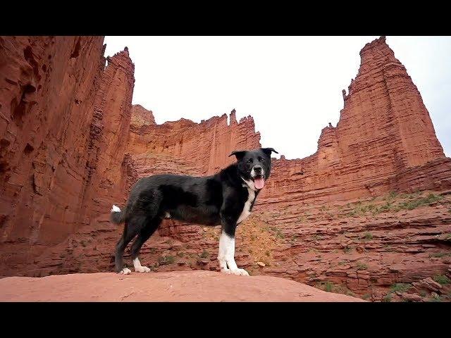 Hiking With Dogs: Fisher Towers Trail in Moab, Utah