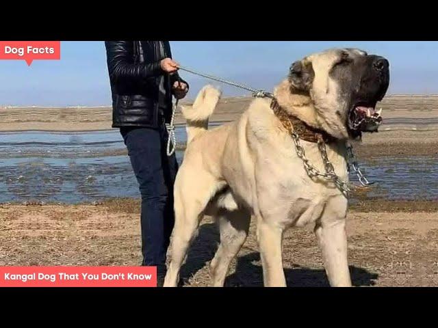 10 Facts About Kangal Dog That You Don't Know