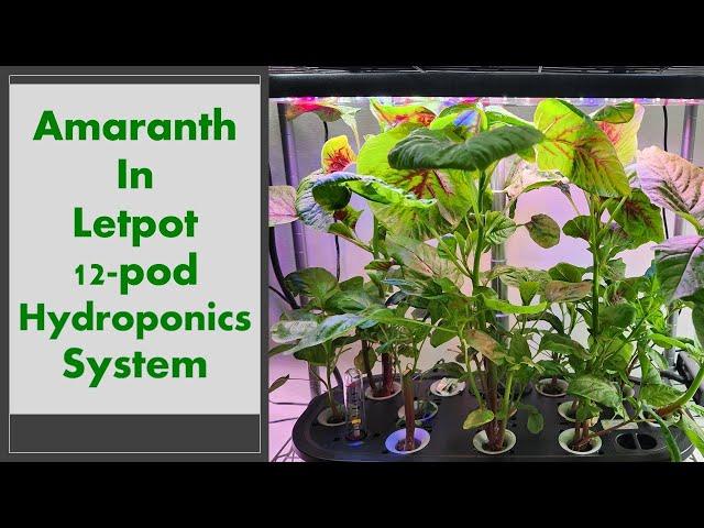 Amaranth in LetPot 12-pod Hydroponics System (LPH-SE), using MaxiGro nutrients.