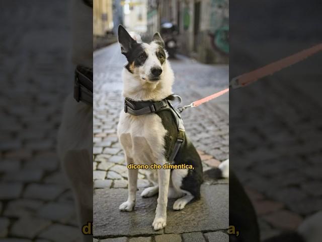 Red ️ #caniditorino #pastoreaustraliano #adozione #bordercollie