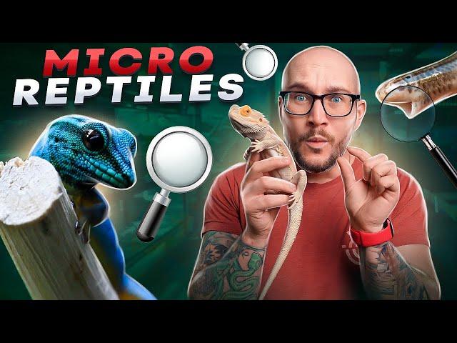 Top 5 Micro Reptiles | The Smallest Reptiles You Can Keep!