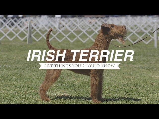 IRISH TERRIER: FIVE THINGS YOU SHOULD KNOW