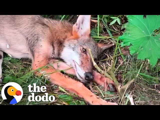 Injured Coyote Rescued from the Side of the Road | The Dodo