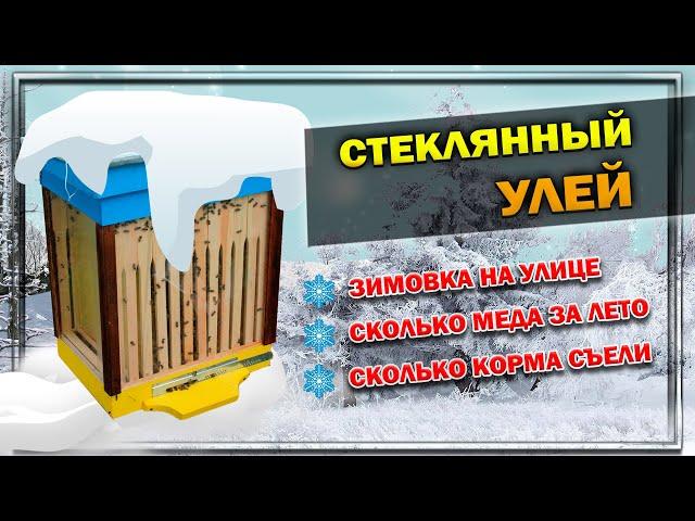 СТЕКЛЯННЫЙ УЛЕЙ: как зимовали пчелы и сколько меда принесли