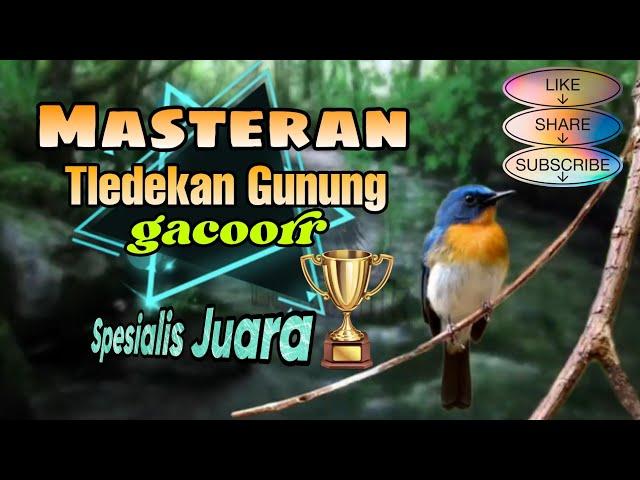 Masteran Tledekan Gunung gacor spesialis juara