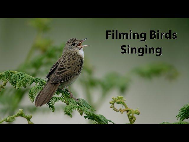 Filming singing birds. Footage from the last few years showing birds in song.