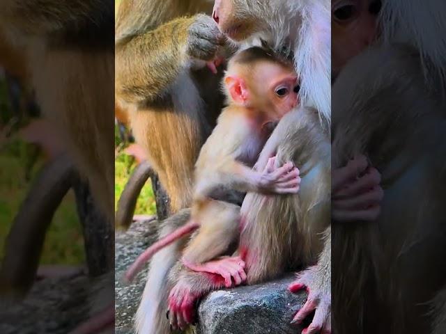 Hak Han MDJ Enjoy Watching Abandon Baby Monkey - Daily Wildlife Monkey #Lucie #Leo #Rainbow #Jovi