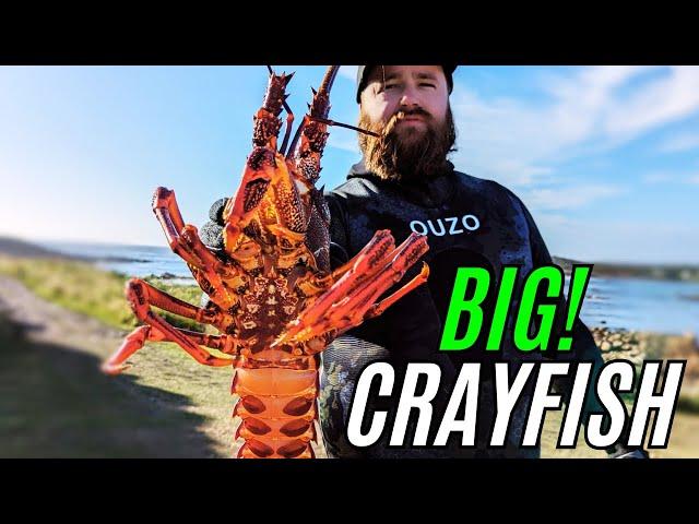 BIG CRAYFISH & ABALONE CATCH & COOK - On Van Diemens Lands Wild West Coast!