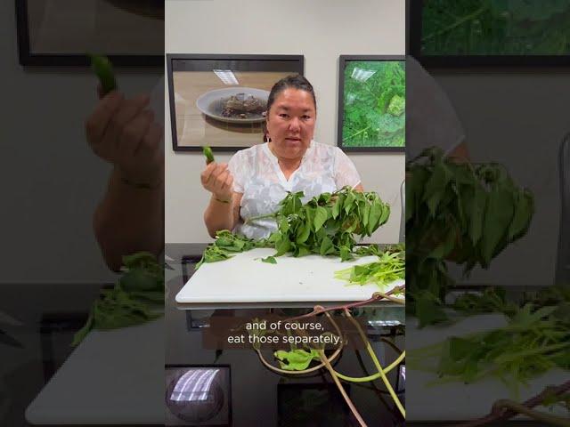 Harvesting Chili Pepper Leaves