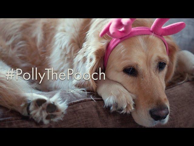 #PollyThePooch John Lewis Parody Advert 2016 (Prezzybox.com)