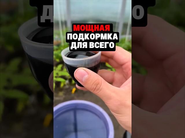 МОЩНАЯ ПОДКОРМКА ДЛЯ ВСЕГО #дача #огород #сад #рассада #урожай