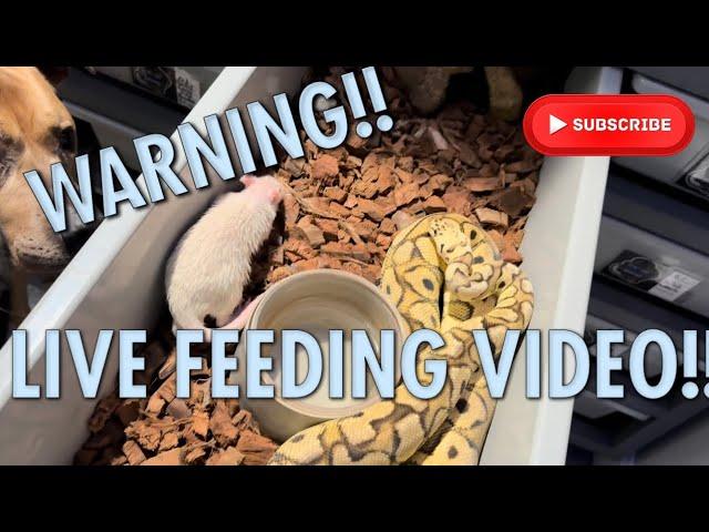 WARNING LIVE FEEDING!!  ||  FEEDING DAY AT BLUE LINE MORPHS!