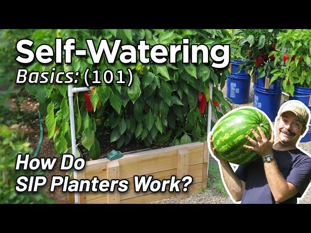 Self-watering Planter Basics: How to Design DIY Gardening, Sub-irrigated, Wicking Beds (Albopepper)
