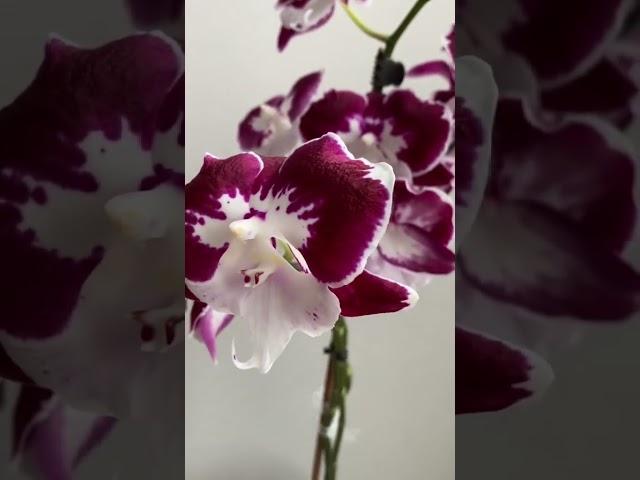 vẻ đẹp lung linh của lan hồ điệp đốm tím!  #orchid #hoalan #hodiep #hoalanthanhphat