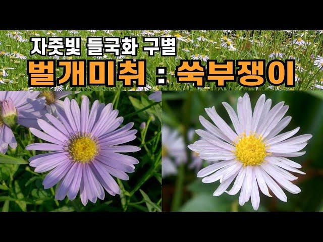 자줏빛 들국화 벌개미취와 쑥부쟁이 구별