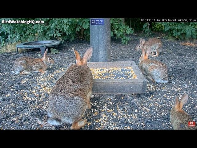 Raccoon Family Crashes Bunny Party ... BWHQ Akron, OH 