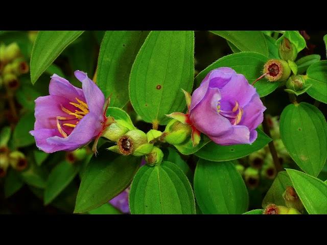 芳草芊芊-金門植物生態紀實-44秒│金門國家公園│Kinmen National Park