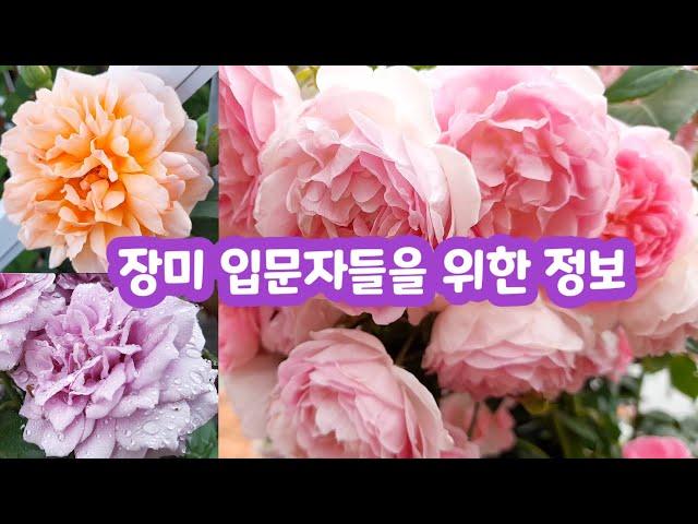 장미 입문자분들 꼭 보고 장미 키우세요(불편한 진실~다 알려드려요)