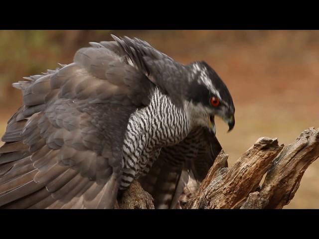 Northern goshawk, Accipiter gentilis