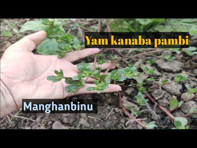 Yam kanaba pambini thengnaradi manghanbiganu|| Medicinal herb||Manipur