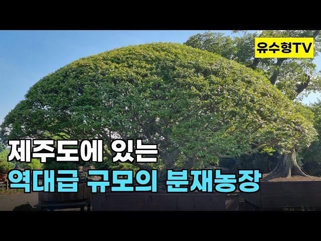 국내 최대 규모의 분재농장-제주 삼다인 농장